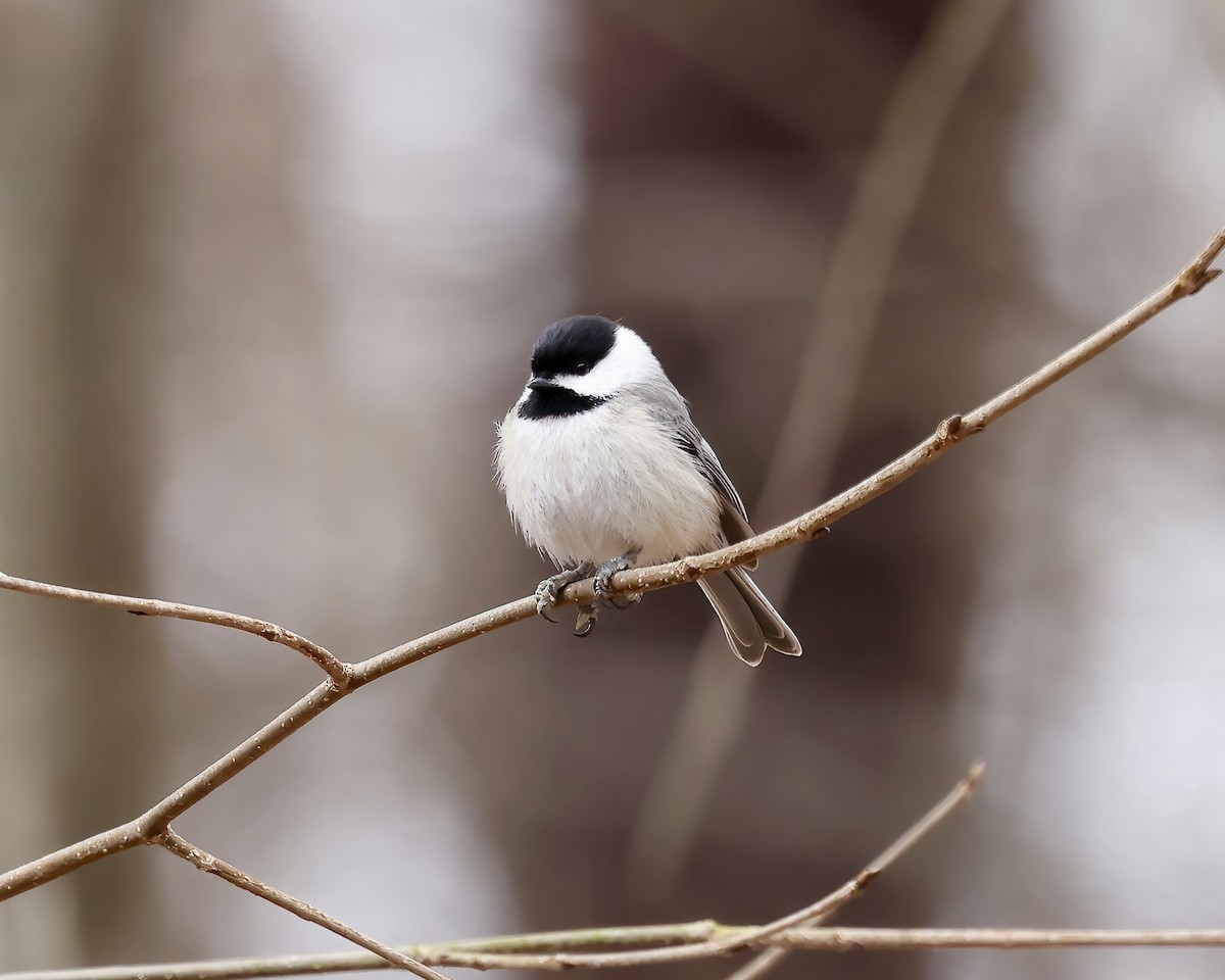 Carolina Chickadee - ML615560002