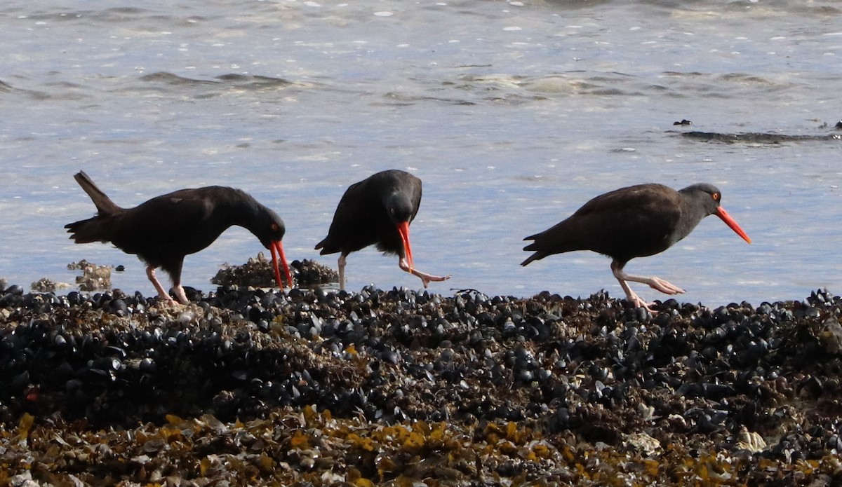 Black Oystercatcher - ML615560008