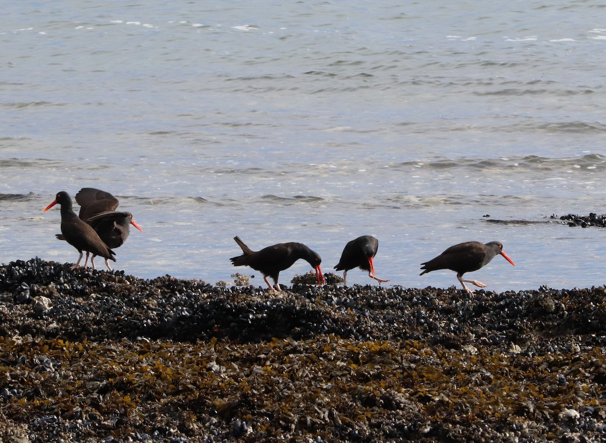 Black Oystercatcher - ML615560020