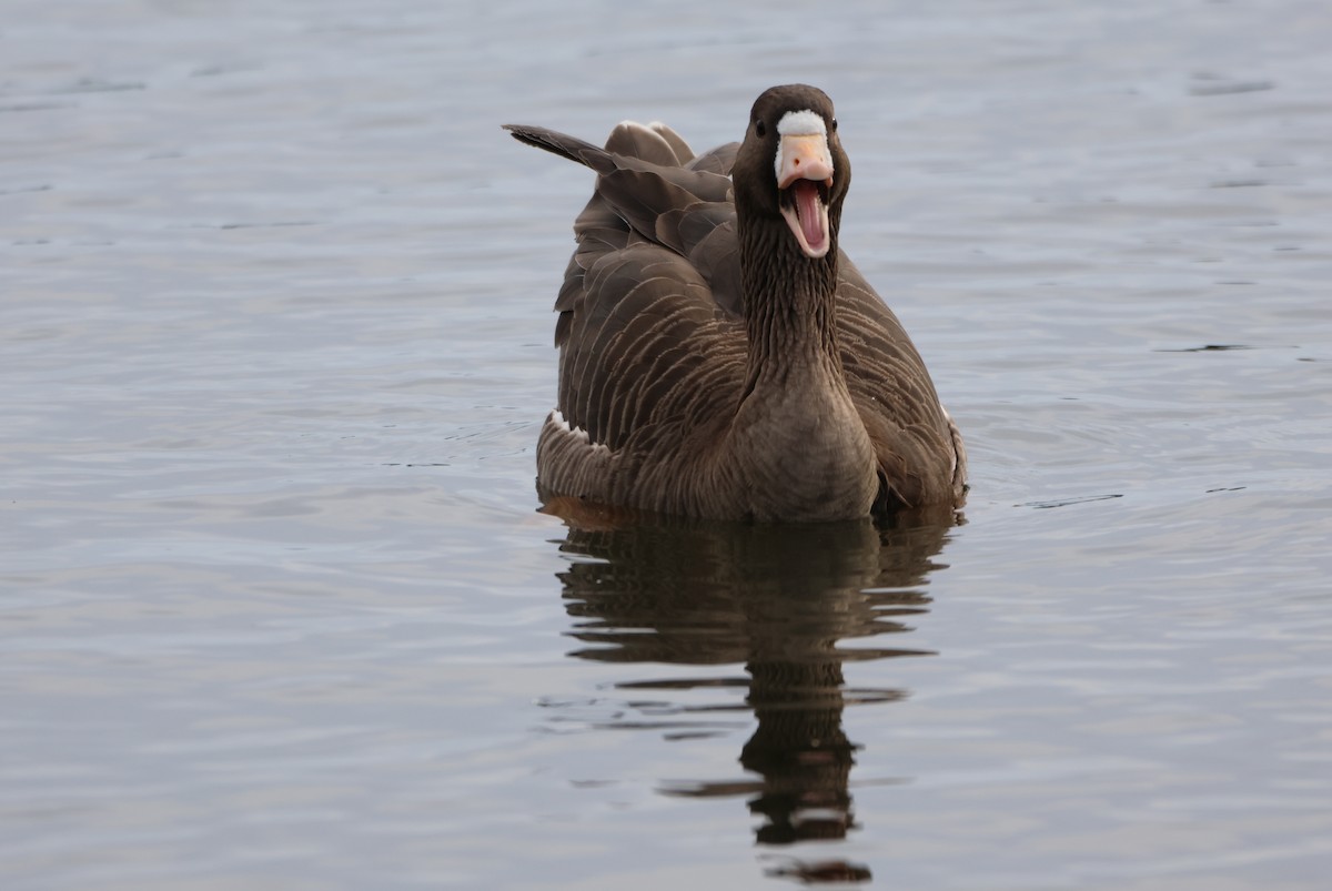 Greater White-fronted Goose - ML615560045