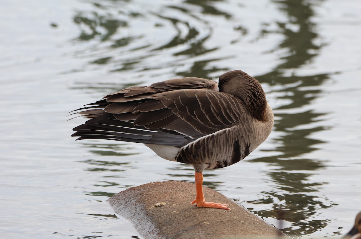 Greater White-fronted Goose - ML615560046