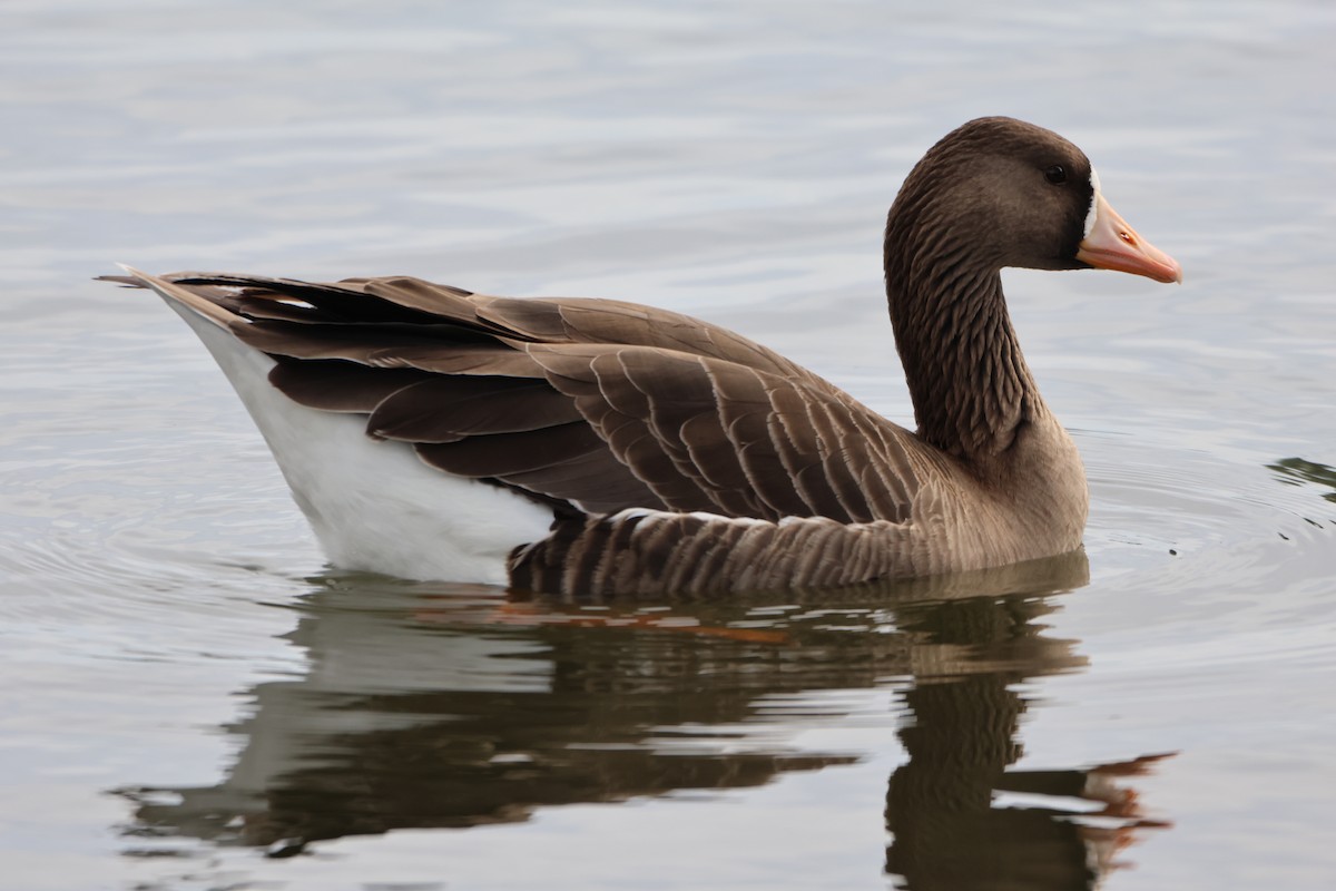 Greater White-fronted Goose - ML615560047