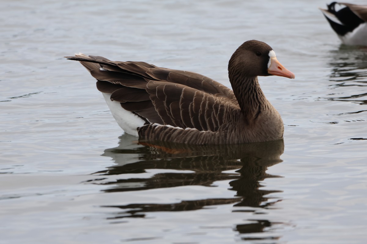 Greater White-fronted Goose - ML615560048