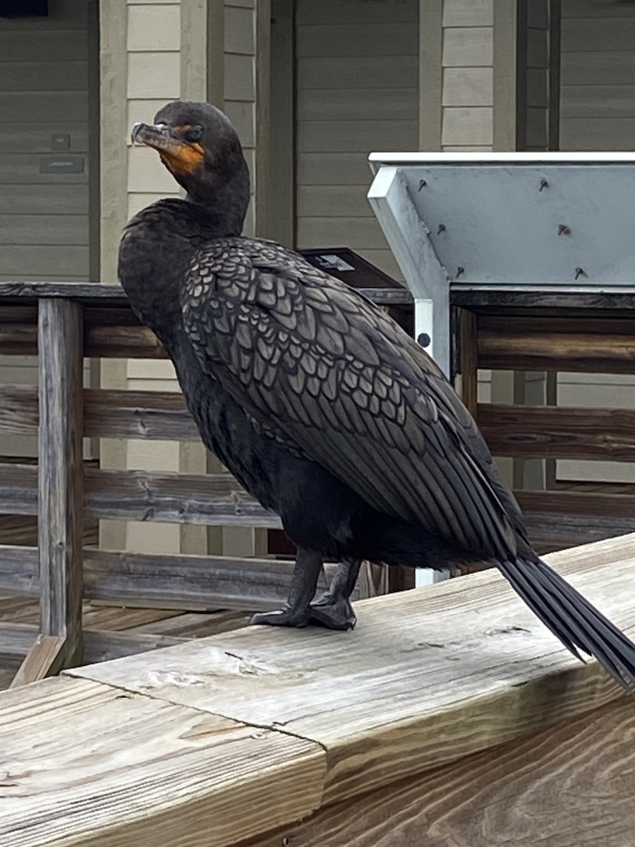 Double-crested Cormorant - ML615560062
