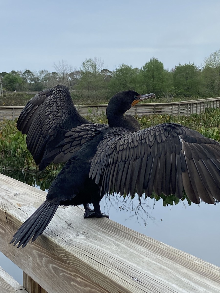 Double-crested Cormorant - ML615560063