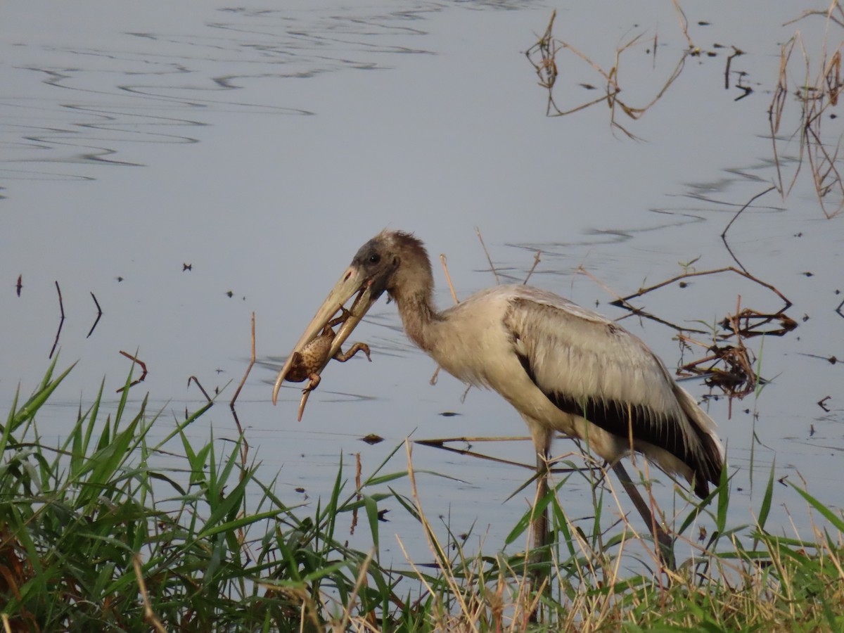 Wood Stork - ML615560068