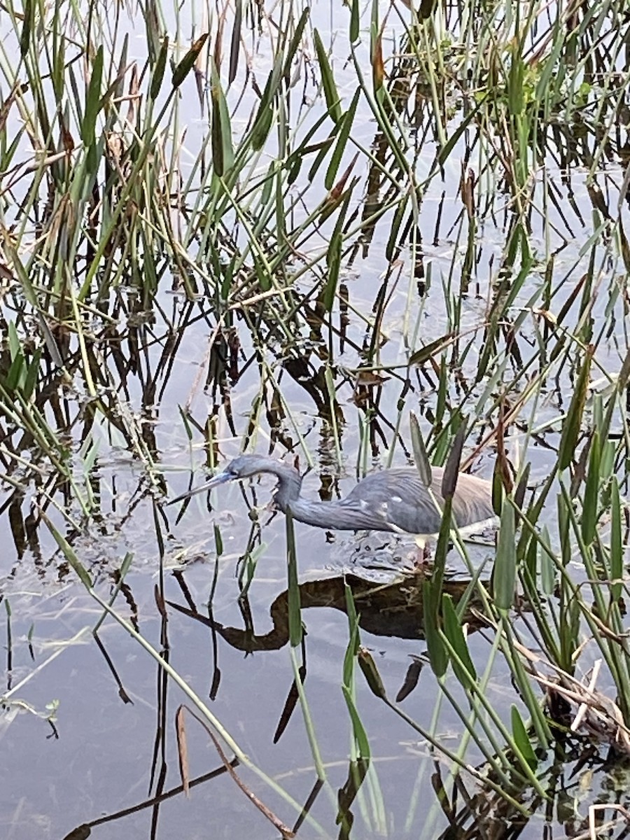 Tricolored Heron - ML615560072