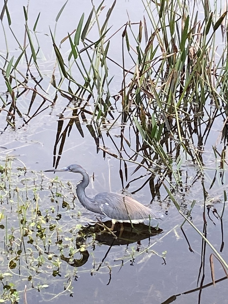 Tricolored Heron - ML615560073