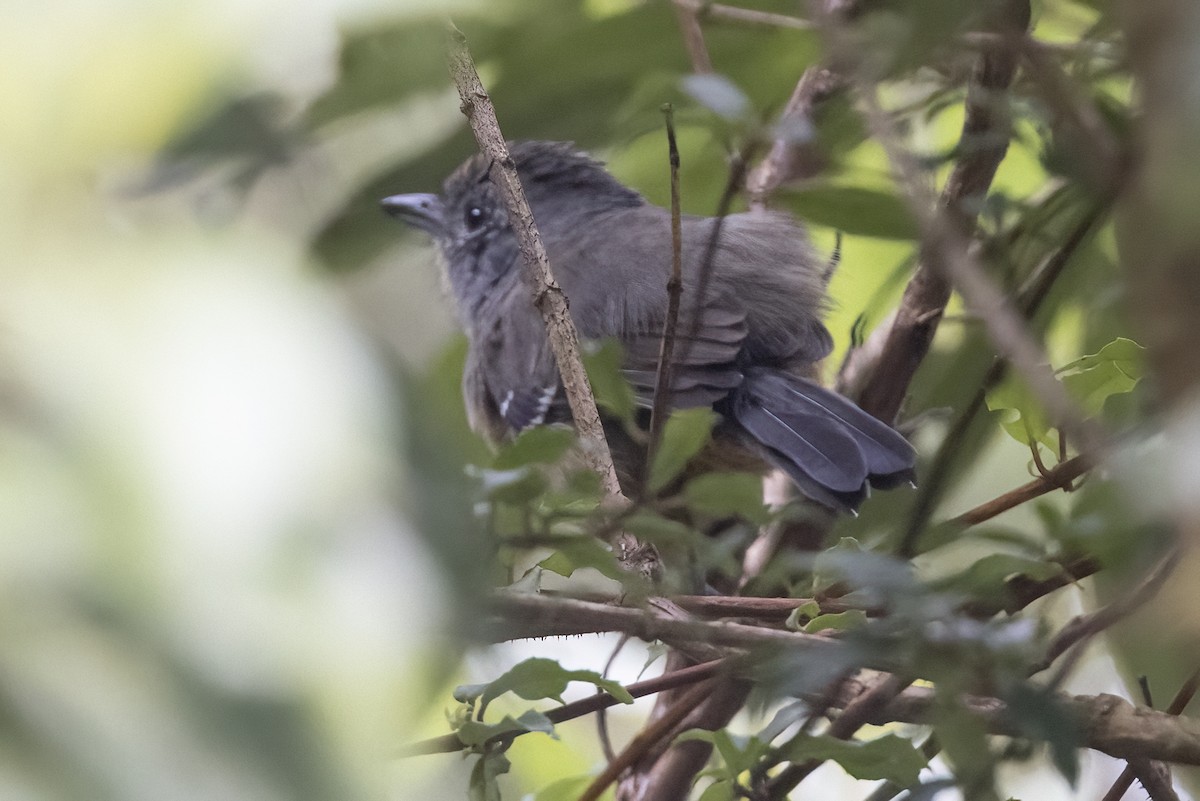 Variable Antshrike - ML615560086