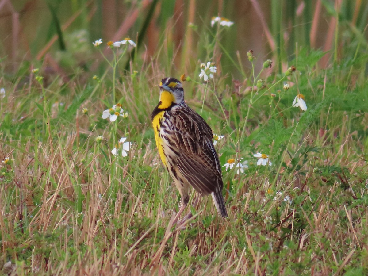 Eastern Meadowlark (Eastern) - ML615560100