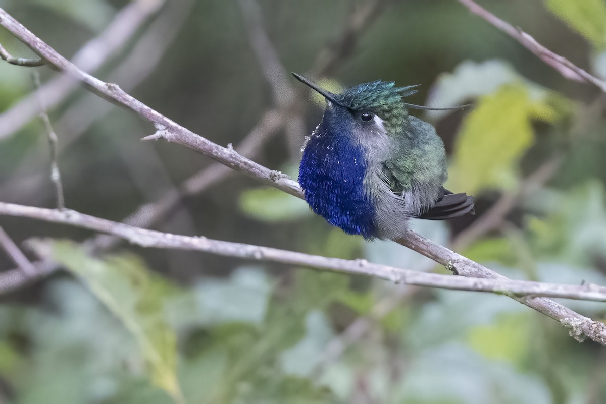 Green-crowned Plovercrest - ML615560105