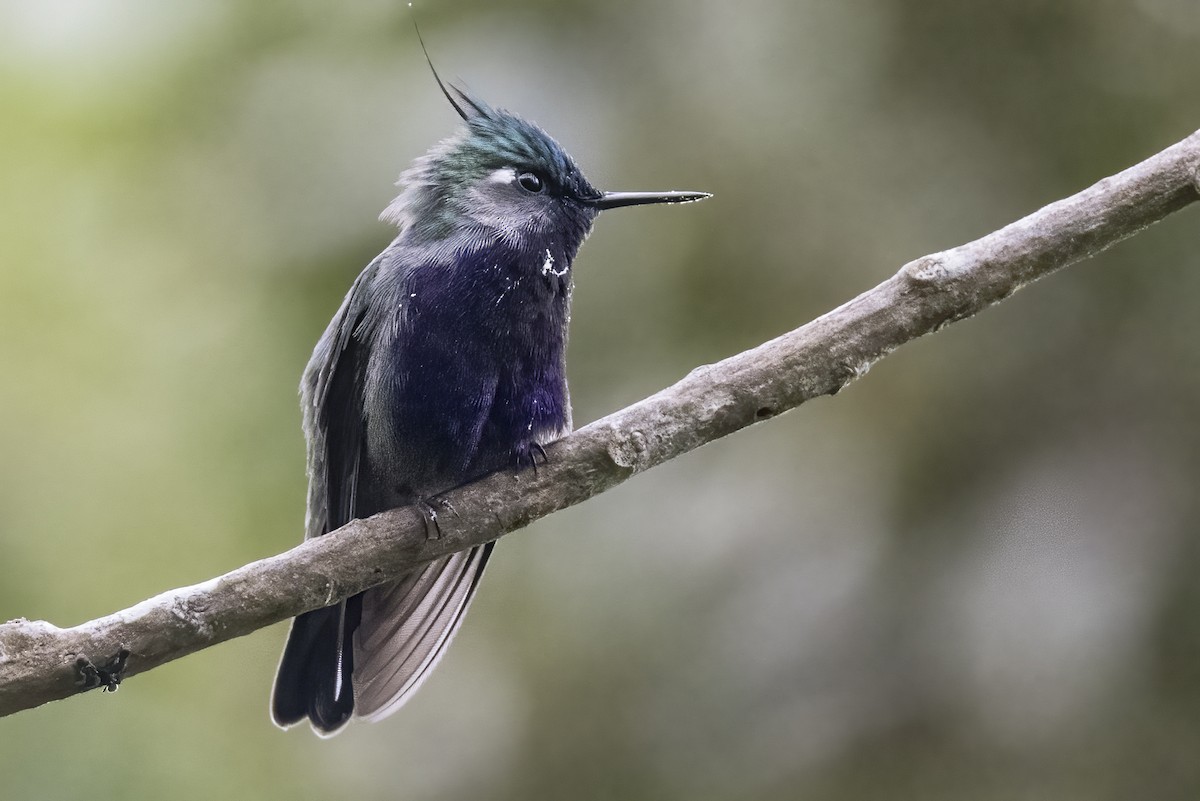 Colibri de Delalande - ML615560106