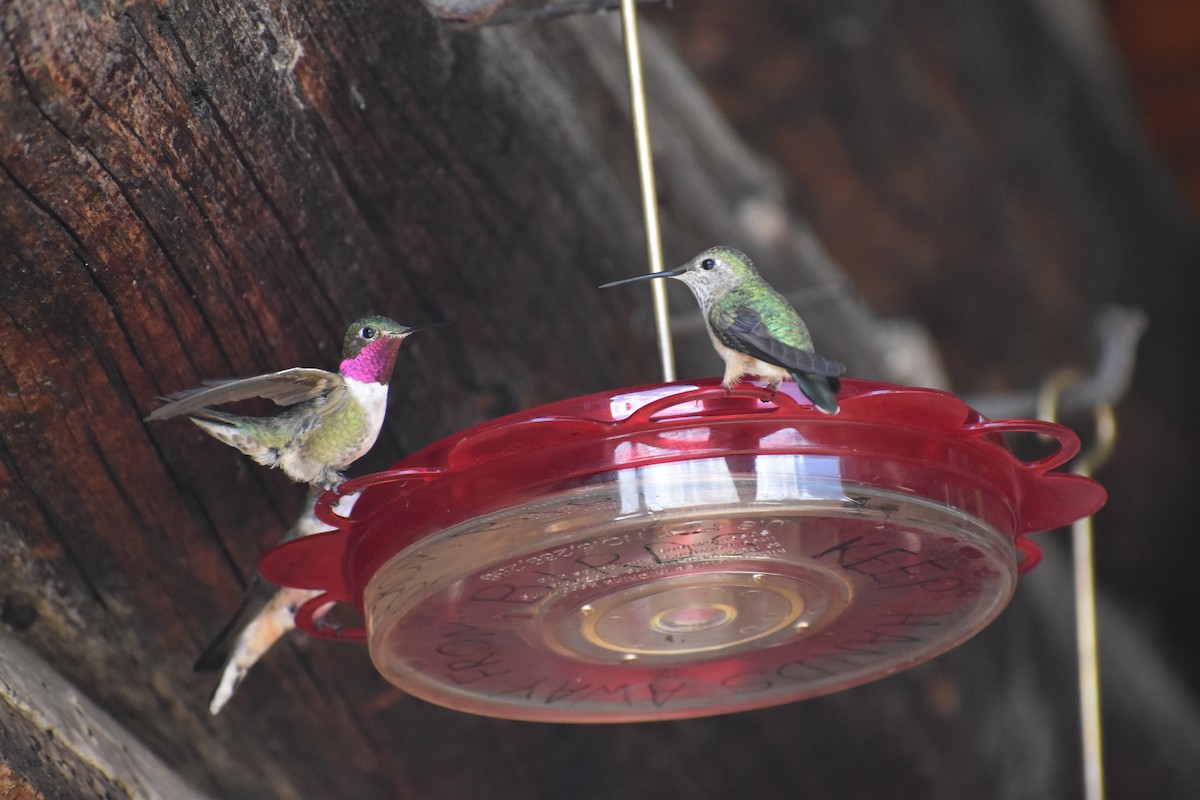 Broad-tailed Hummingbird - ML615560111