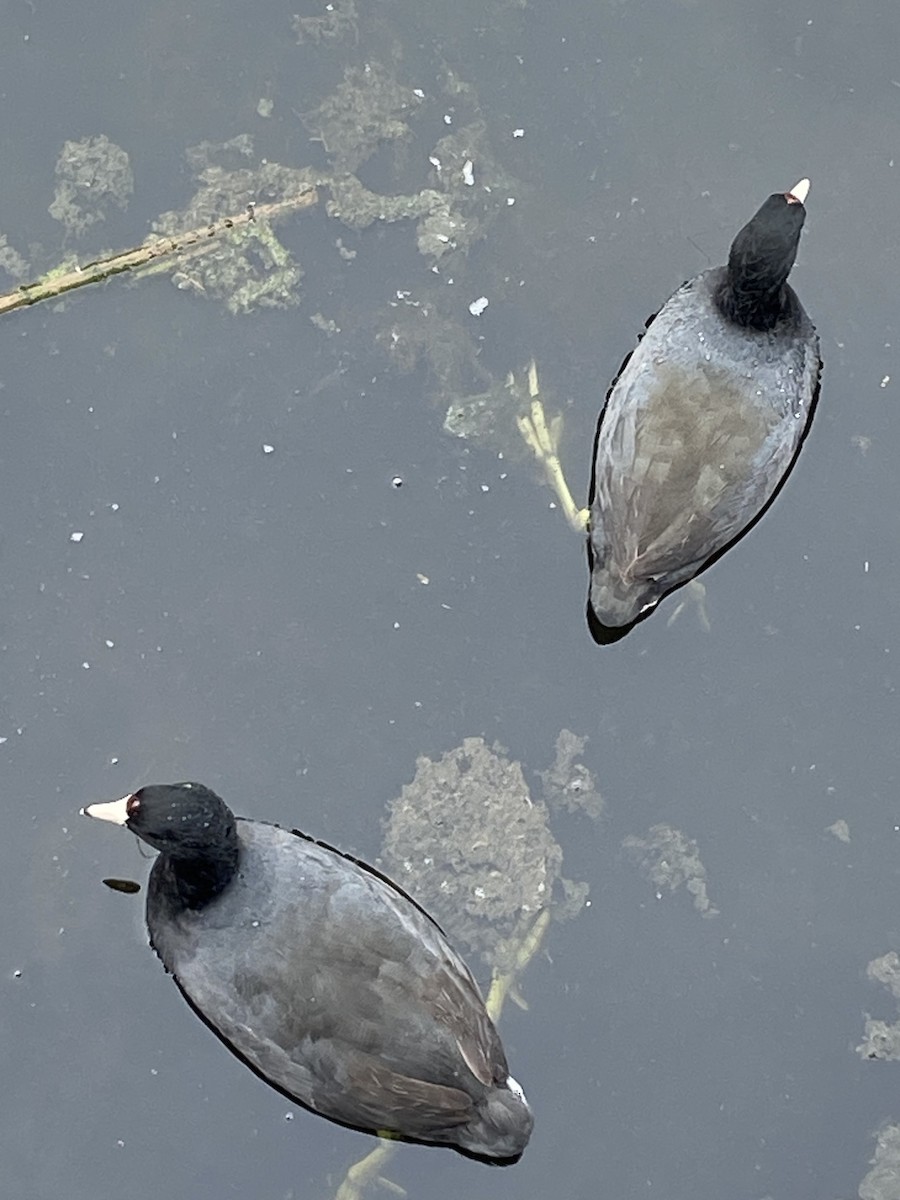 American Coot - ML615560118