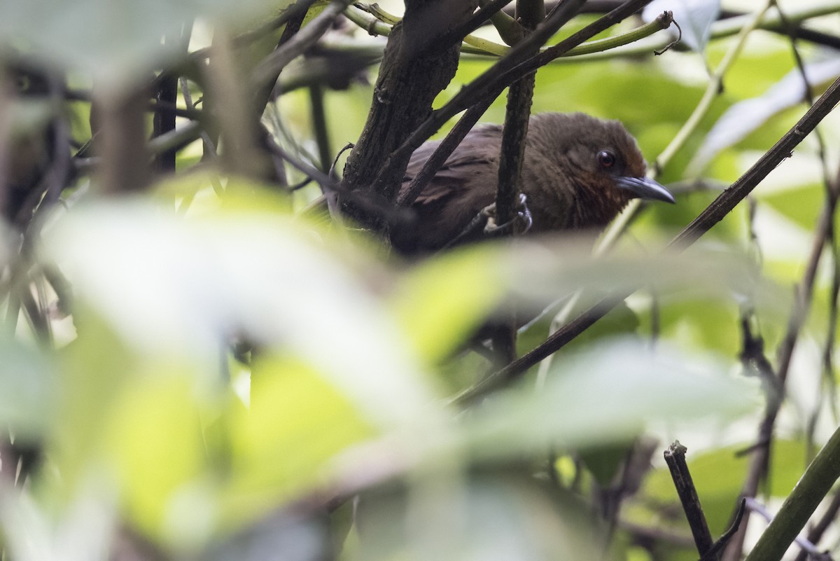 Orange-eyed Thornbird - Robert Lockett