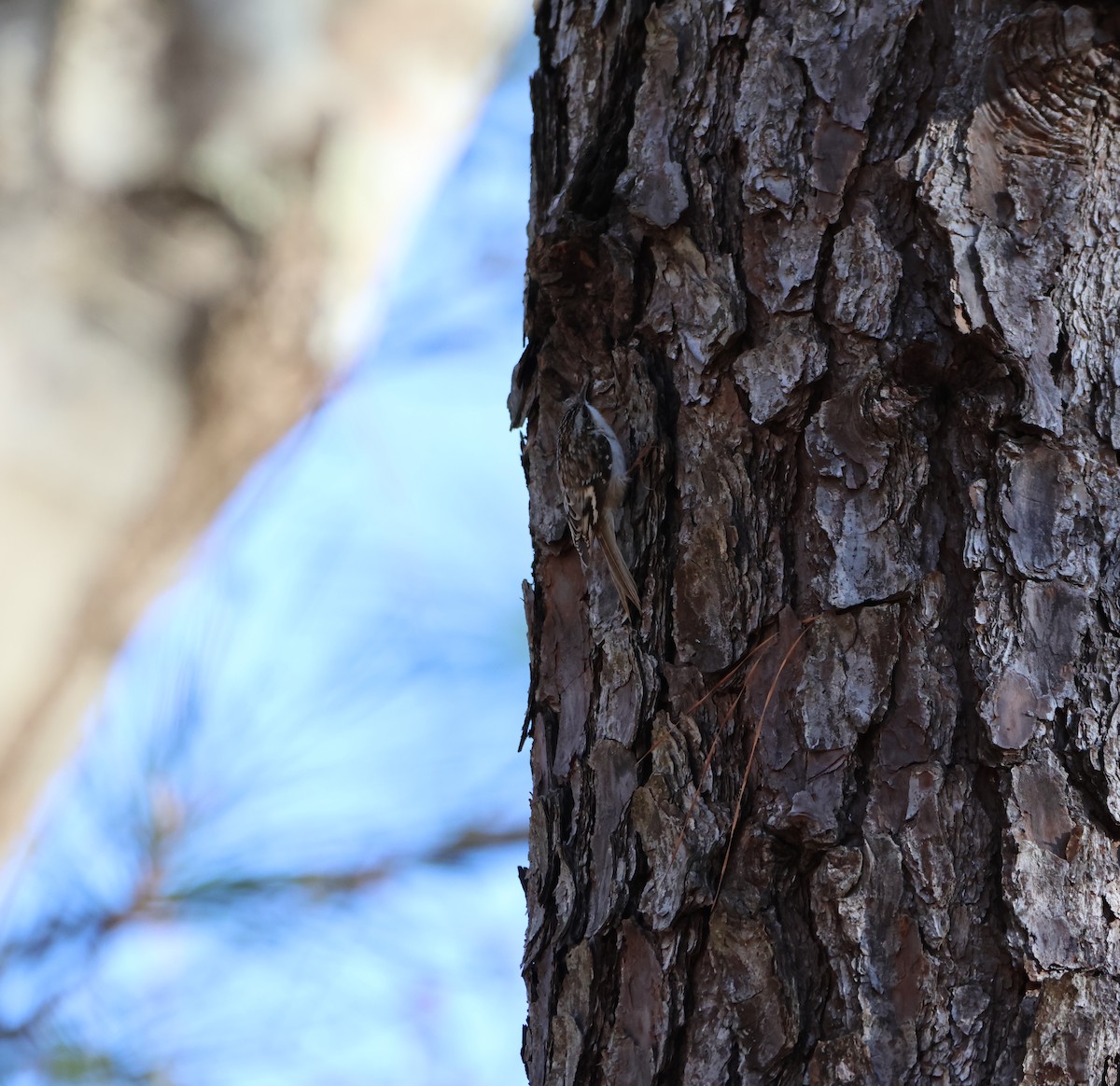Brown Creeper - ML615560125