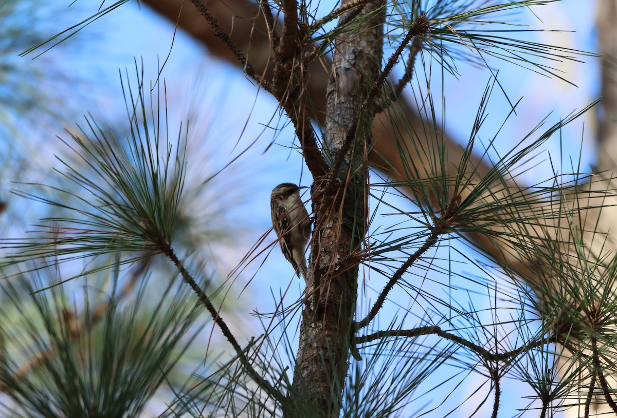 Brown Creeper - ML615560126