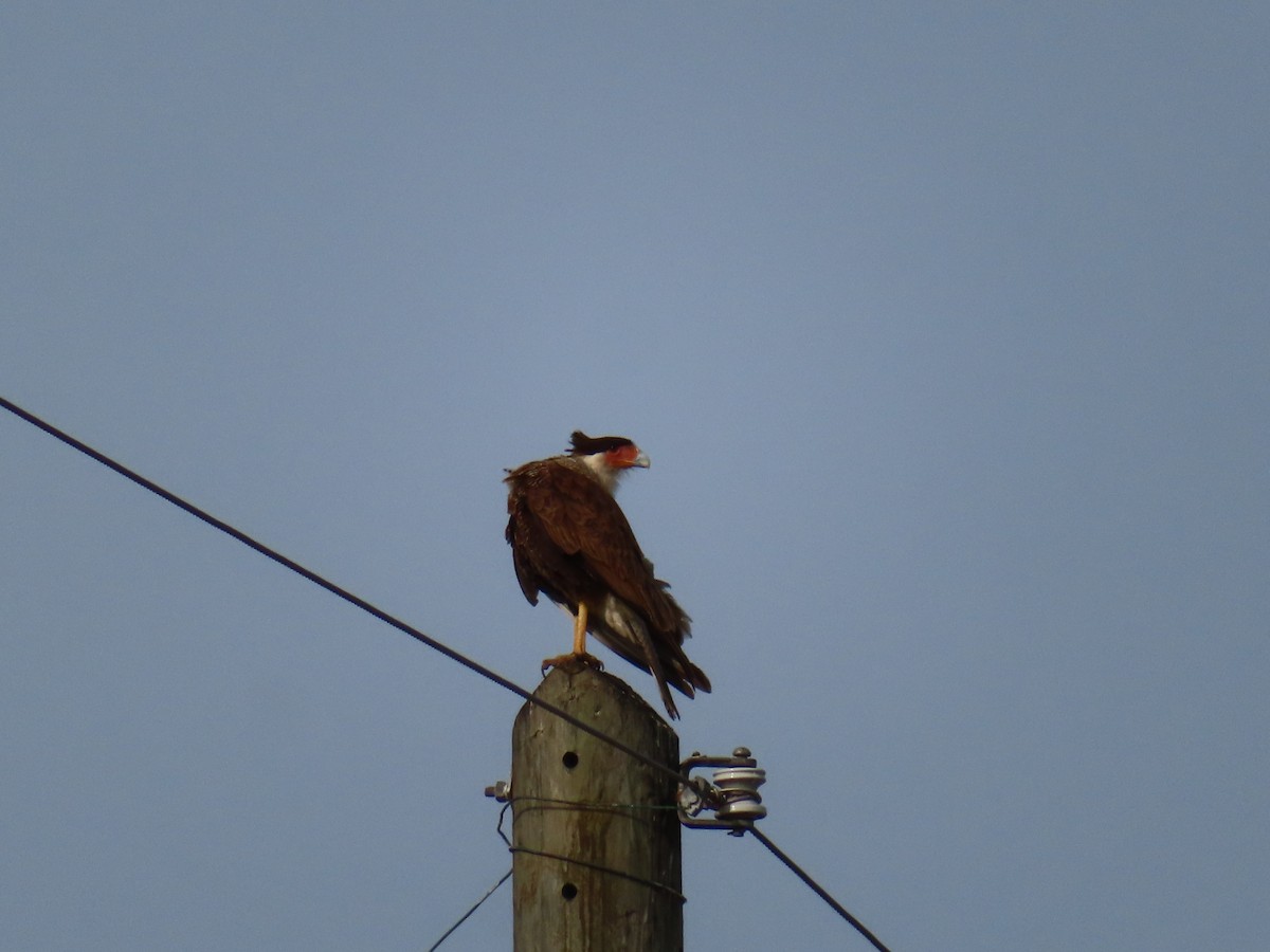 Crested Caracara (Northern) - ML615560136