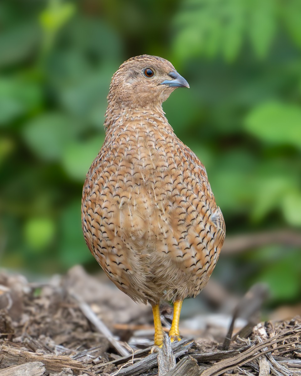 Brown Quail - ML615560143