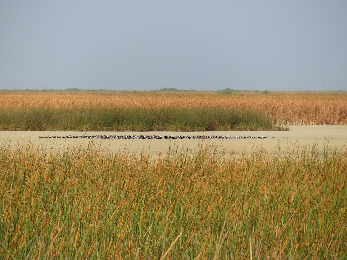 Black Skimmer - ML615560150