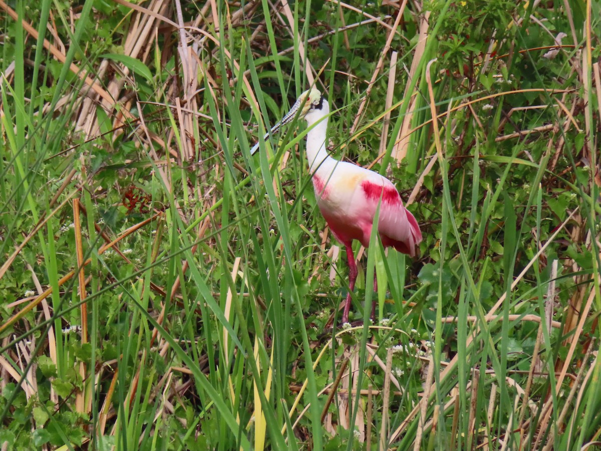 Roseate Spoonbill - ML615560167