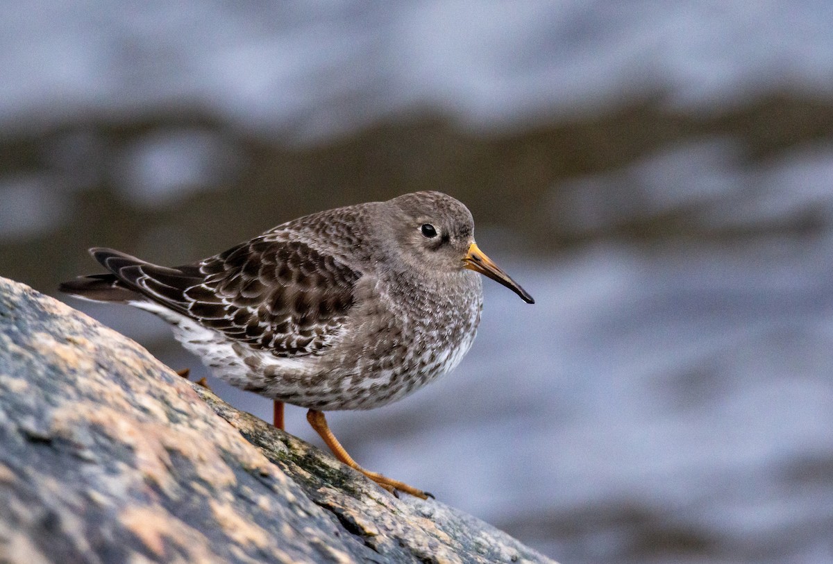 Purple Sandpiper - Laurent Bédard