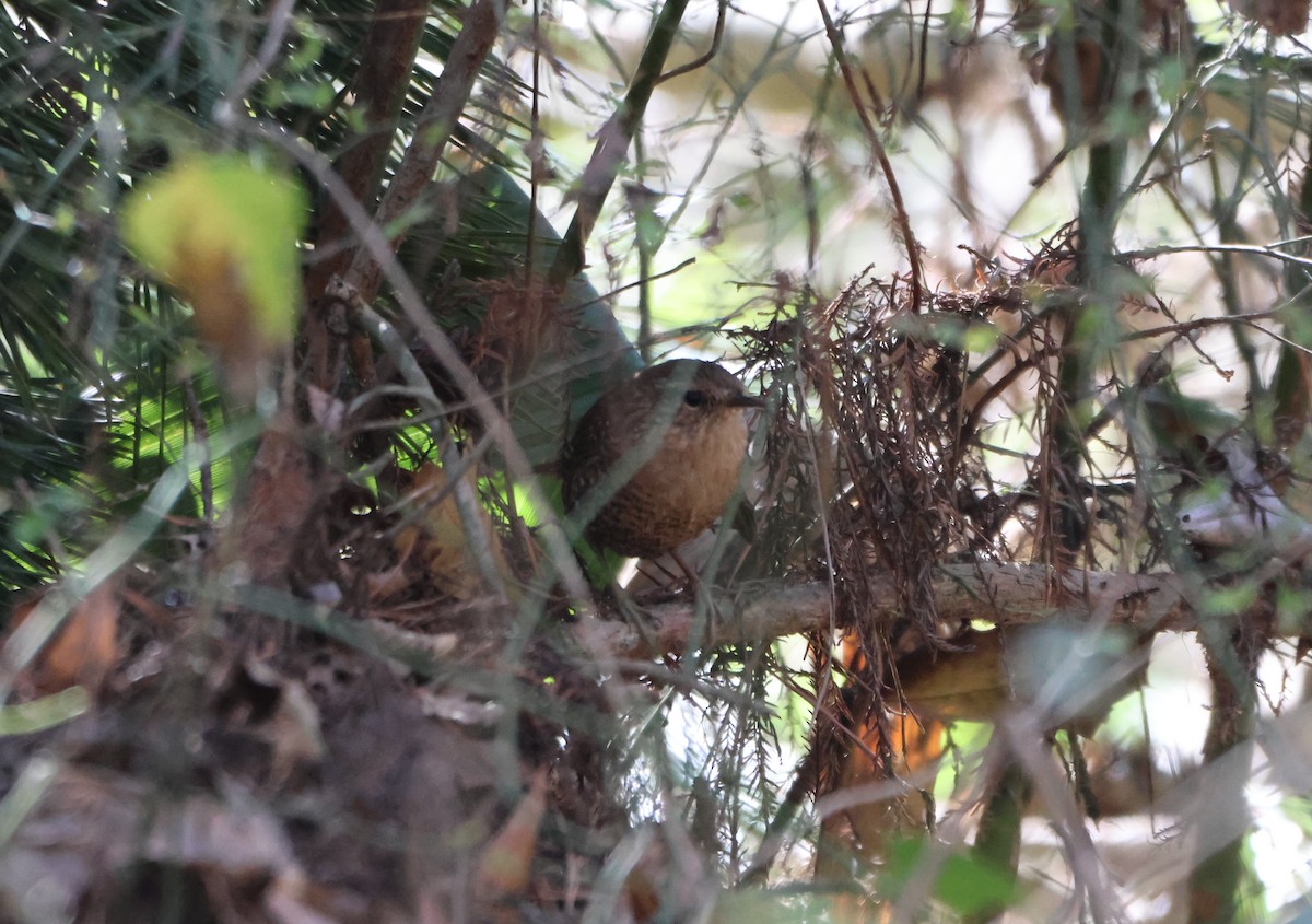 Winter Wren - ML615560189