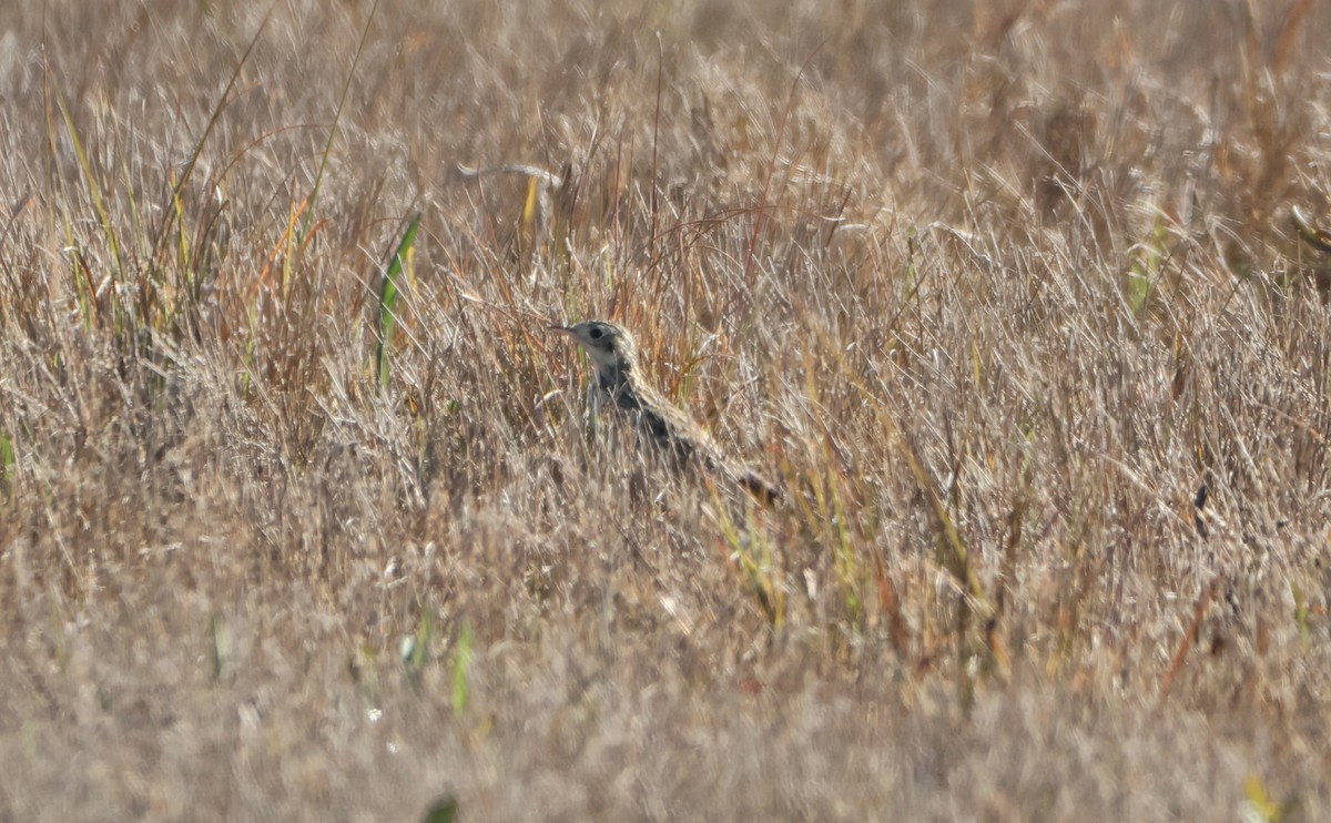 Sprague's Pipit - ML615560203