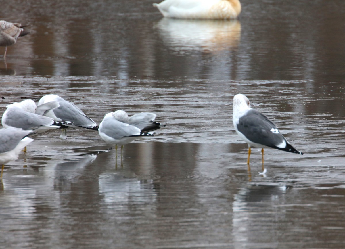 Lesser Black-backed Gull - ML615560206