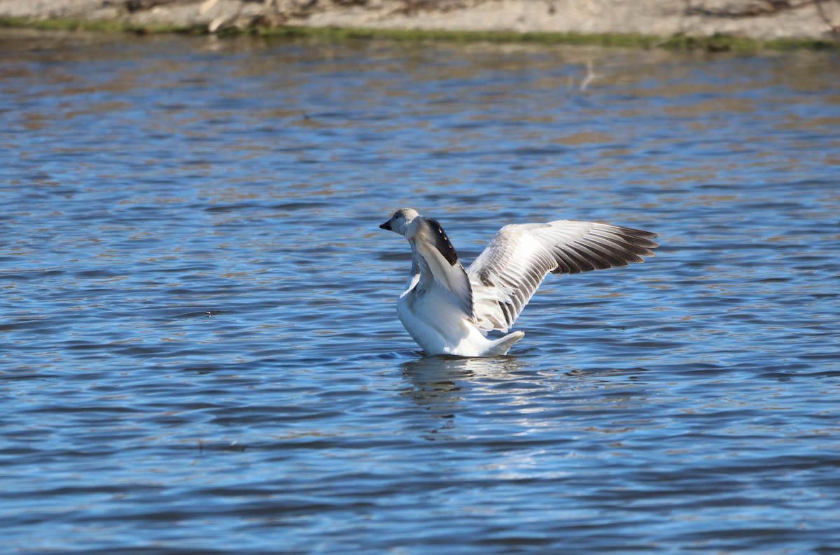 Snow Goose - ML615560221