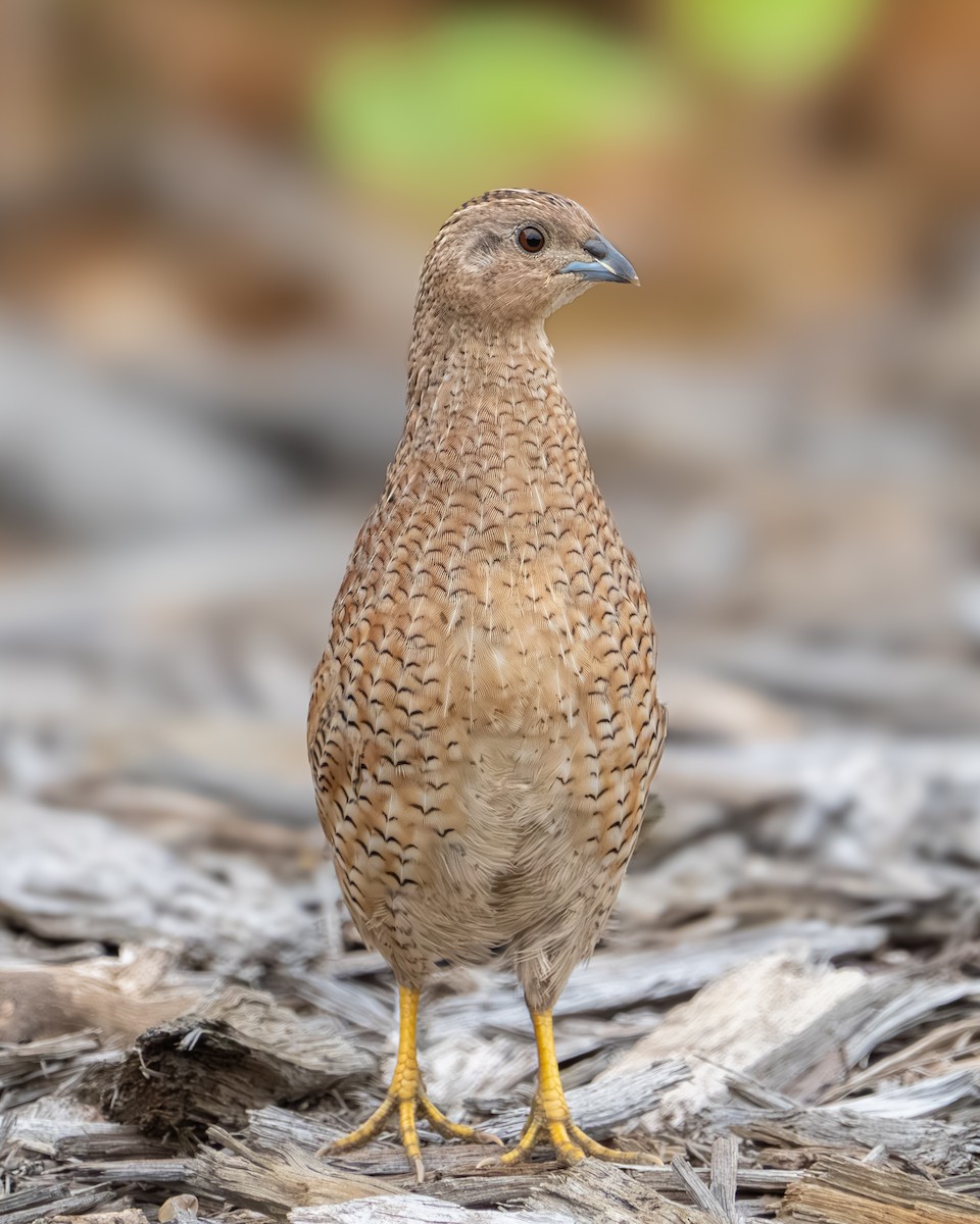 Brown Quail - ML615560229