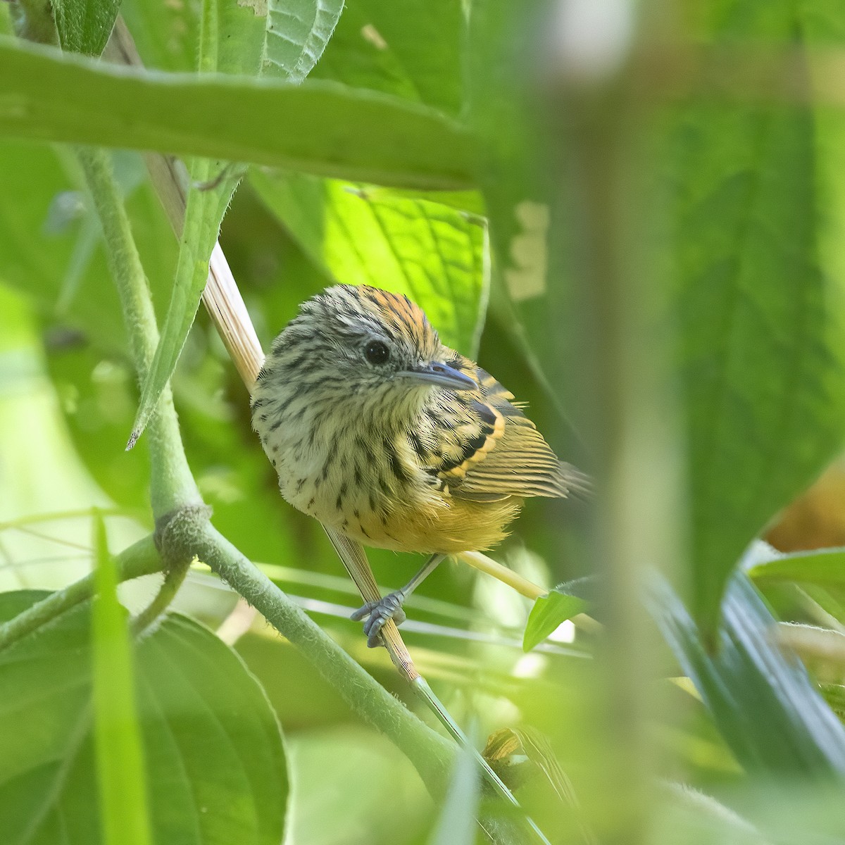 Santa Marta Antbird - ML615560233