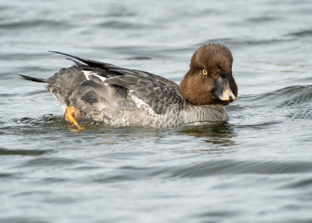 Common Goldeneye - ML615560255