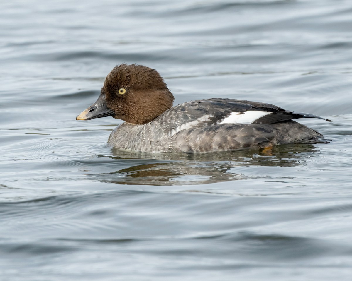 Common Goldeneye - ML615560256