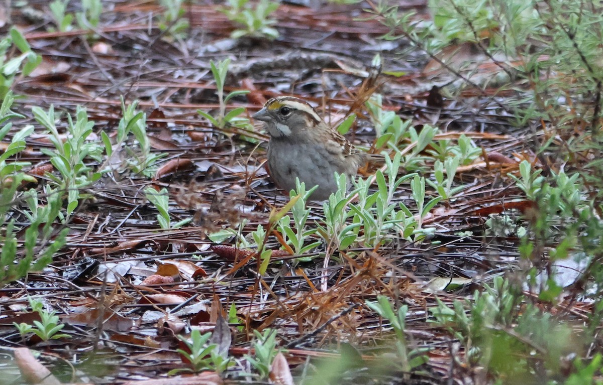 White-throated Sparrow - ML615560262