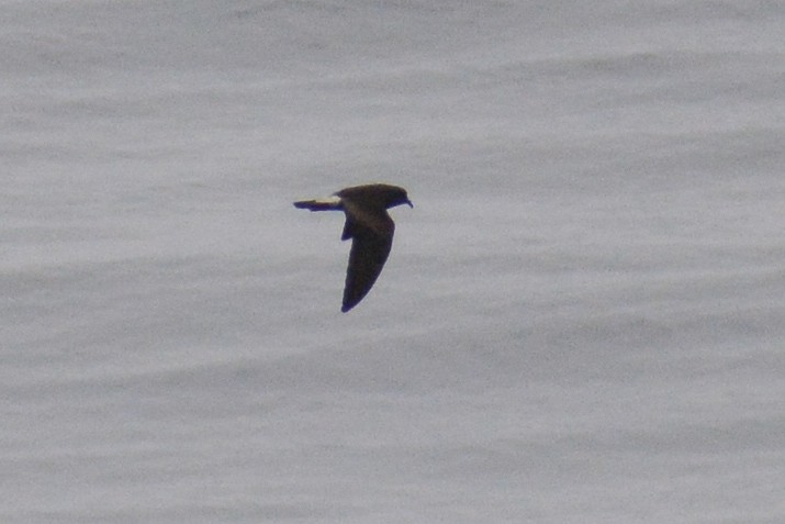 Leach's/Townsend's Storm-Petrel (white-rumped) - ML615560334