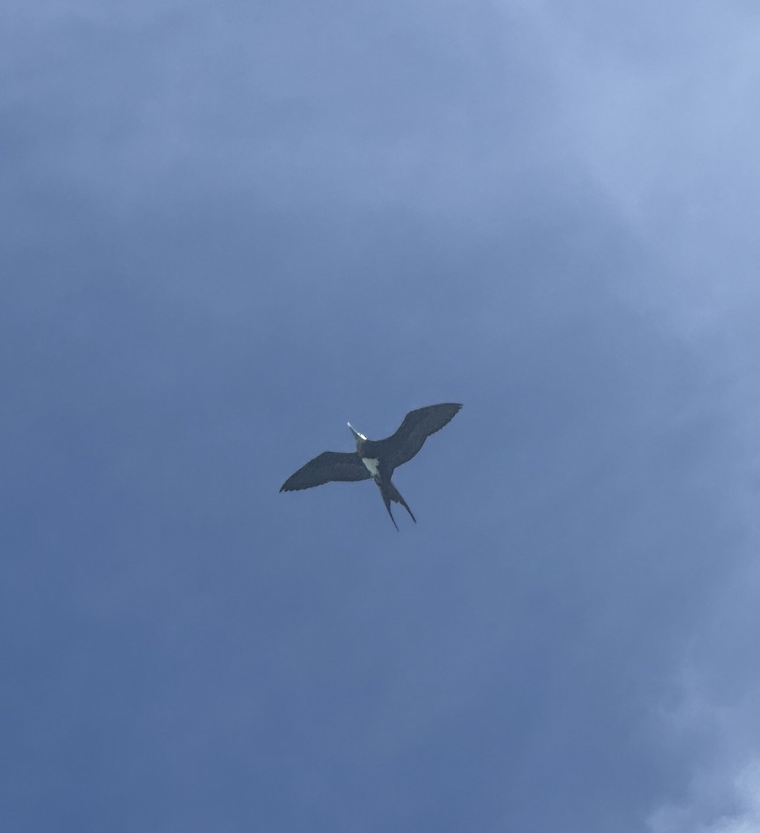 Great Frigatebird - ML615560359