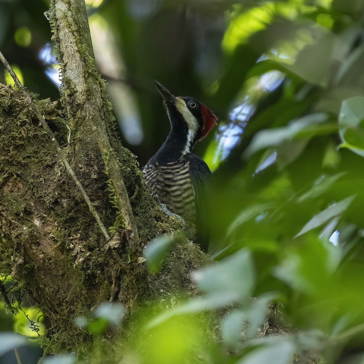 Lineated Woodpecker (Lineated) - Dan Vickers