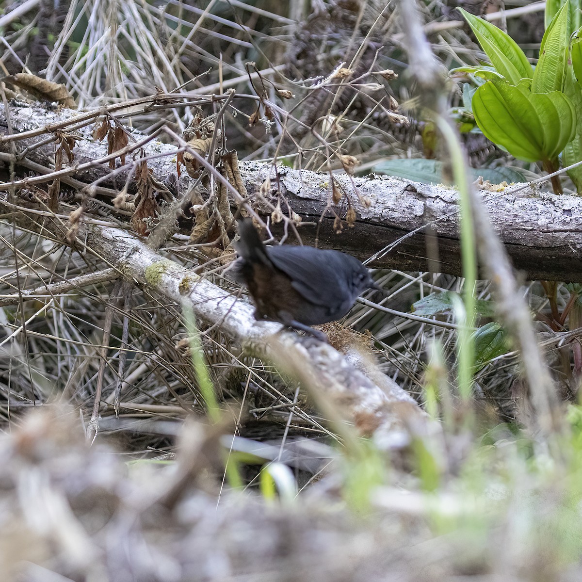 Brown-rumped Tapaculo - Dan Vickers