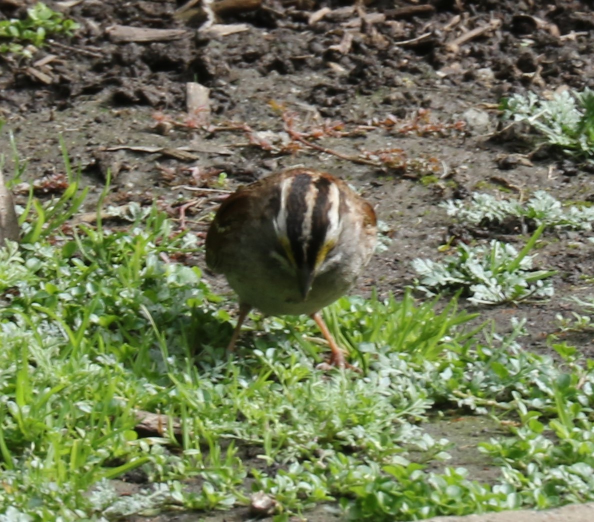 White-throated Sparrow - evonne muse