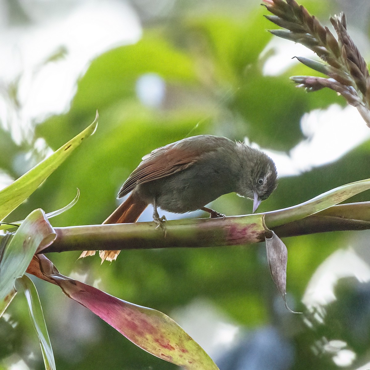 Streak-capped Spinetail - Dan Vickers