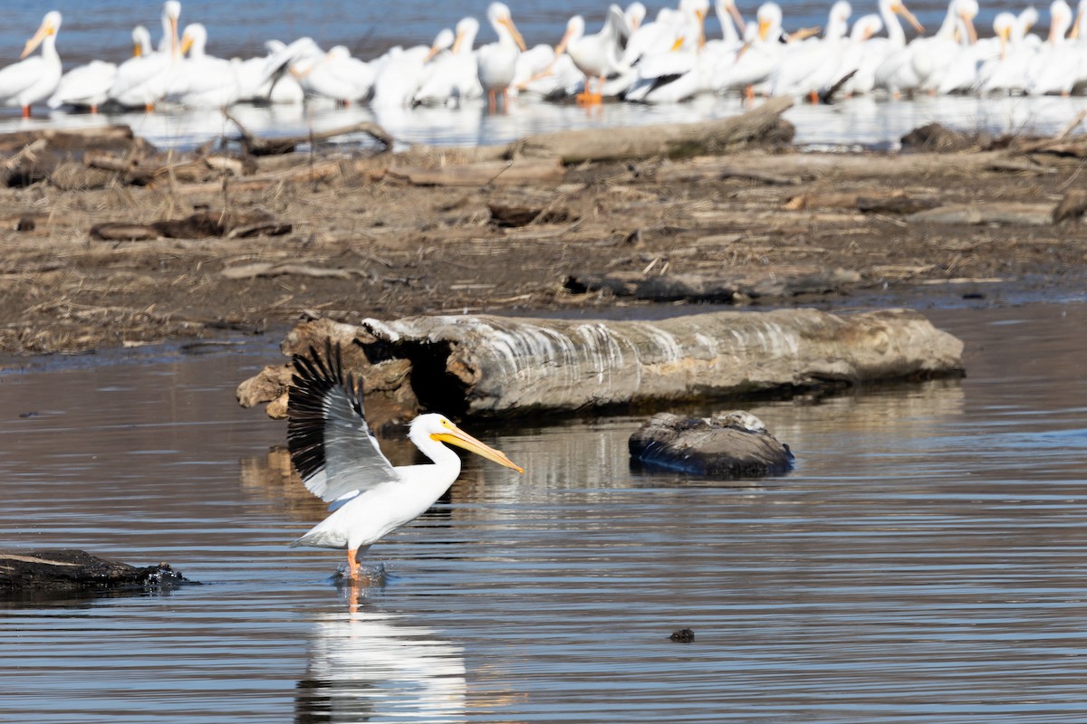 American White Pelican - Amy Rangel