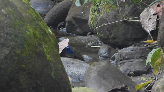 Small Niltava - ML615560468