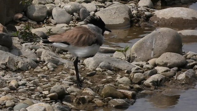 River Lapwing - ML615560480