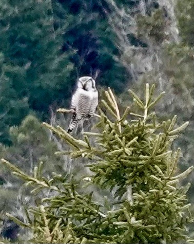 Northern Hawk Owl - Nancy Mitiguy