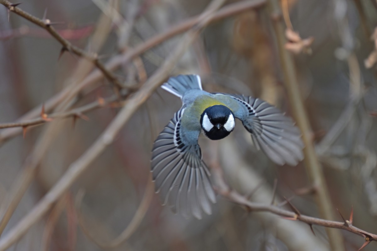 Japanese Tit - Lam SG