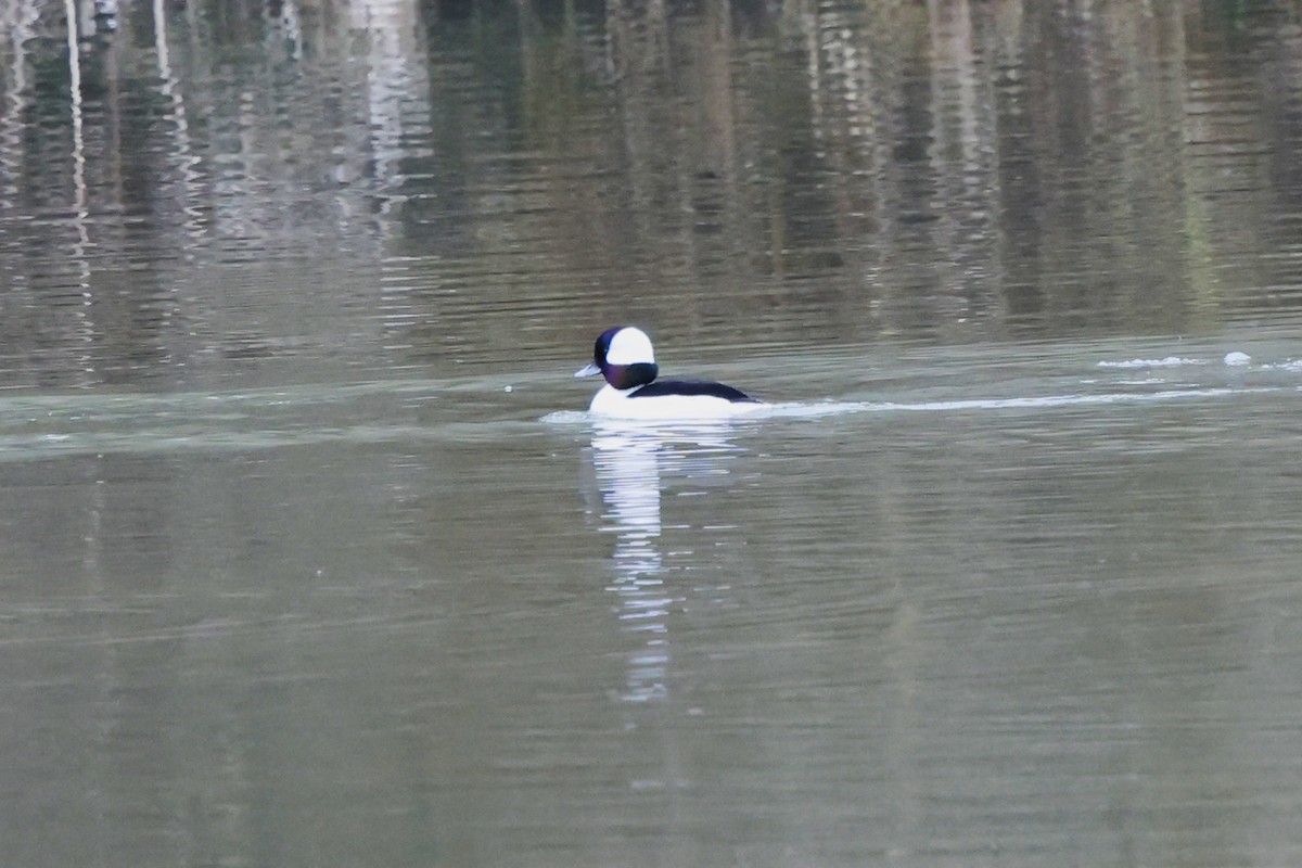 Bufflehead - ML615560604