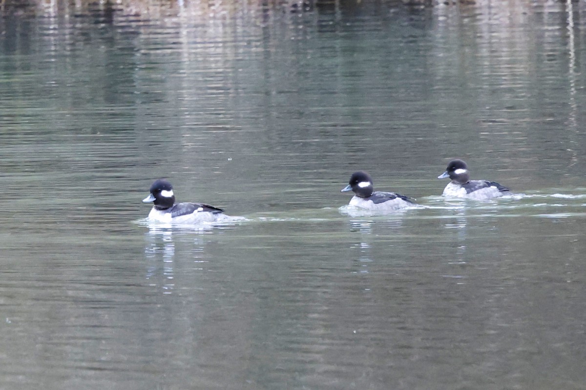 Bufflehead - ML615560605