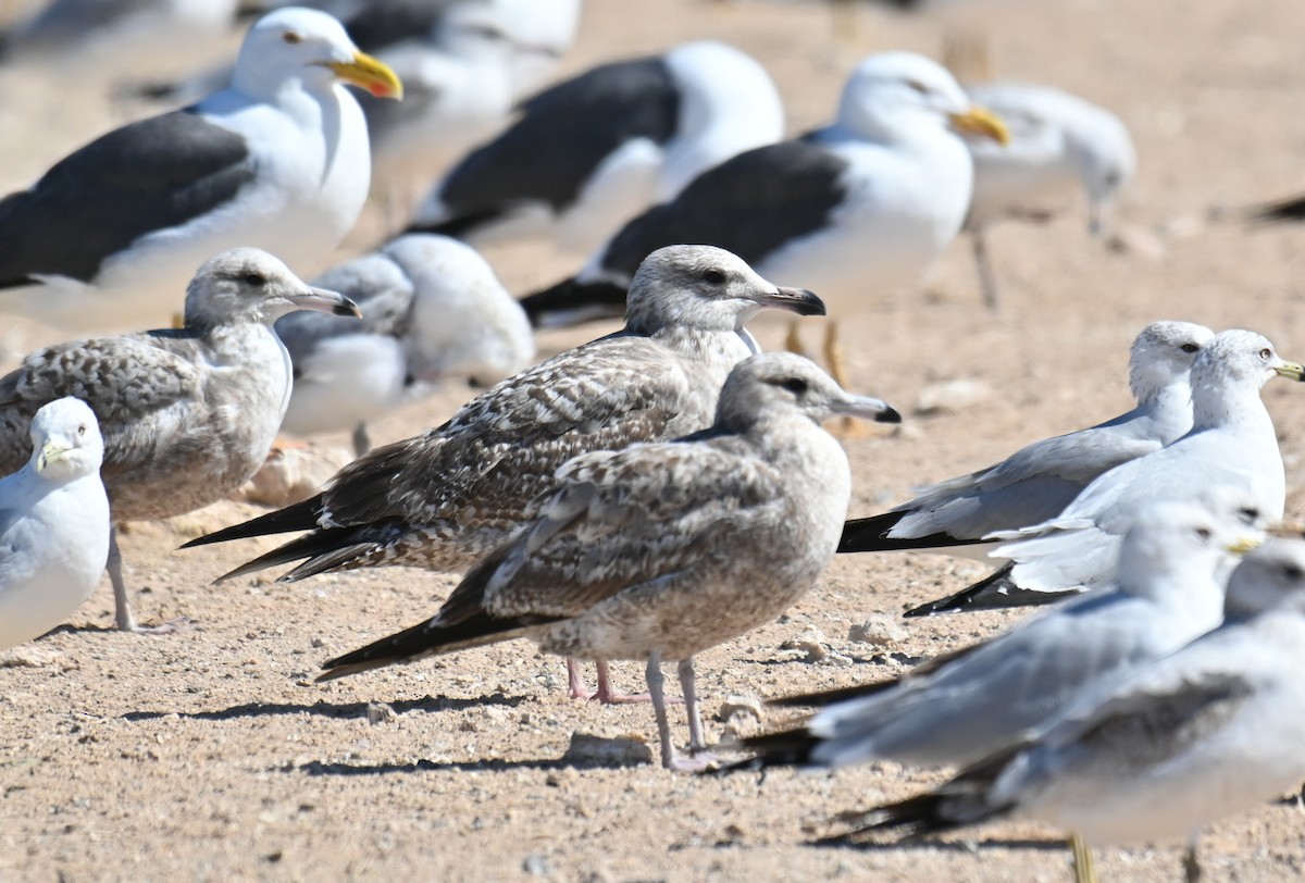 California Gull - ML615560615