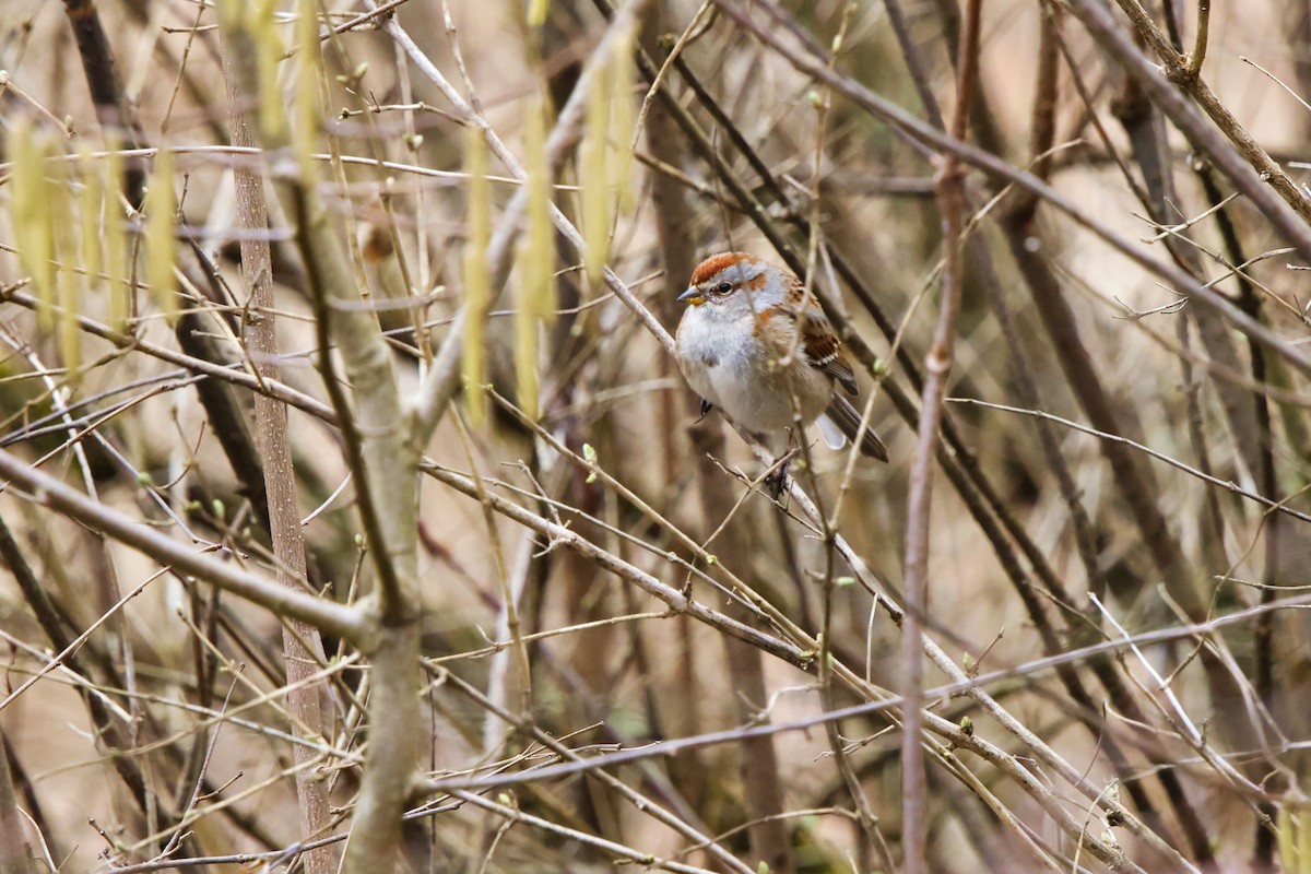 American Tree Sparrow - ML615560629